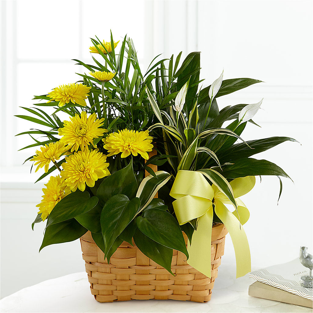 Loving Light Dishgarden – Sunset Ridge Floral Llc, Morganton NC