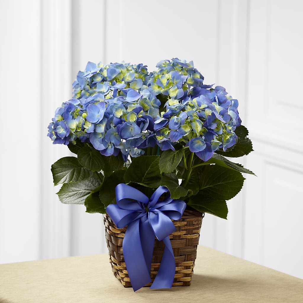 Blue Hydrangea Planter – Sunset Ridge Floral Llc, Morganton NC