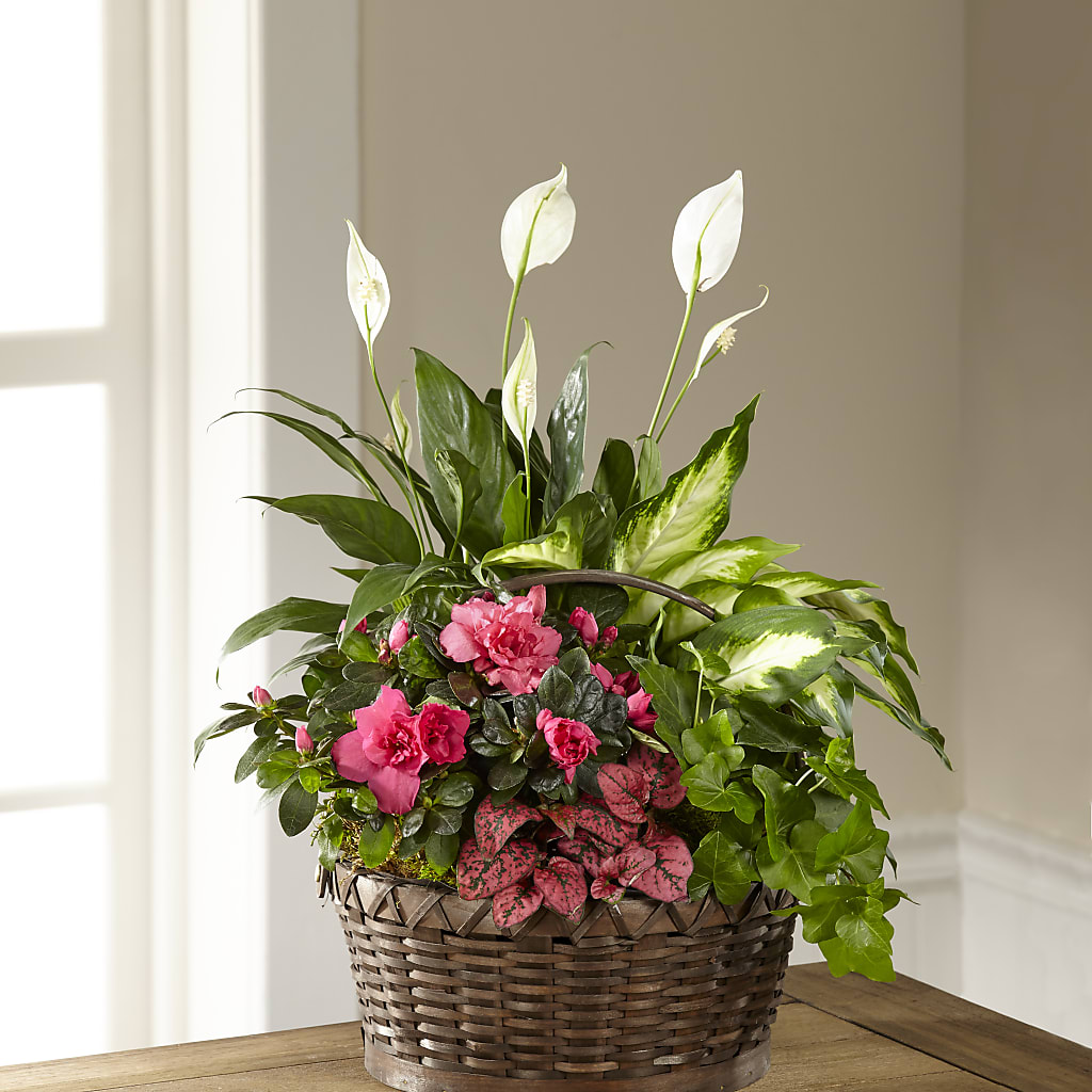 Dream in Pink Dishgarden – Sunset Ridge Floral Llc, Morganton NC