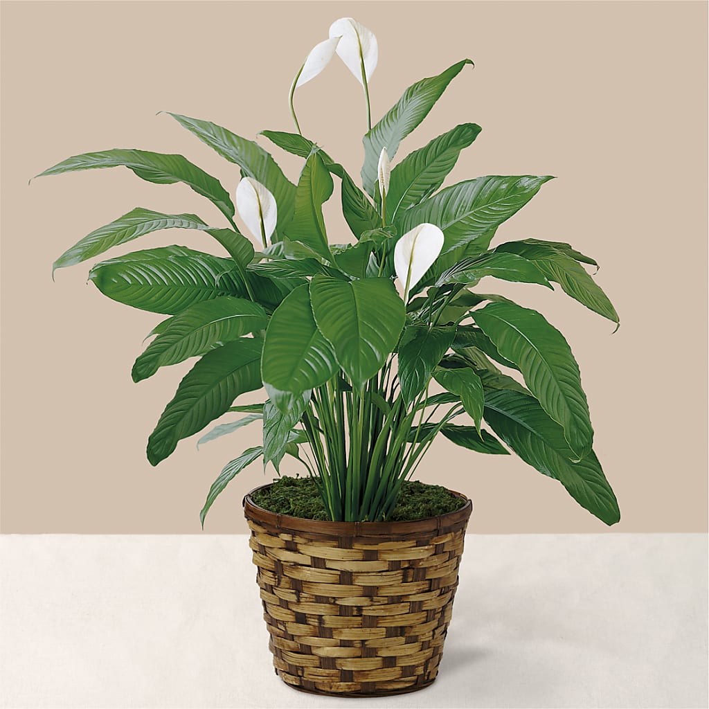 Tranquil Moments Peace Lily Plant – Sunset Ridge Floral Llc, Morganton NC