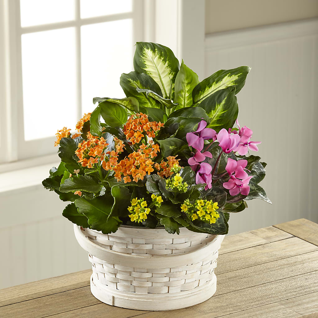 Color Crush Dishgarden – Sunset Ridge Floral Llc, Morganton NC