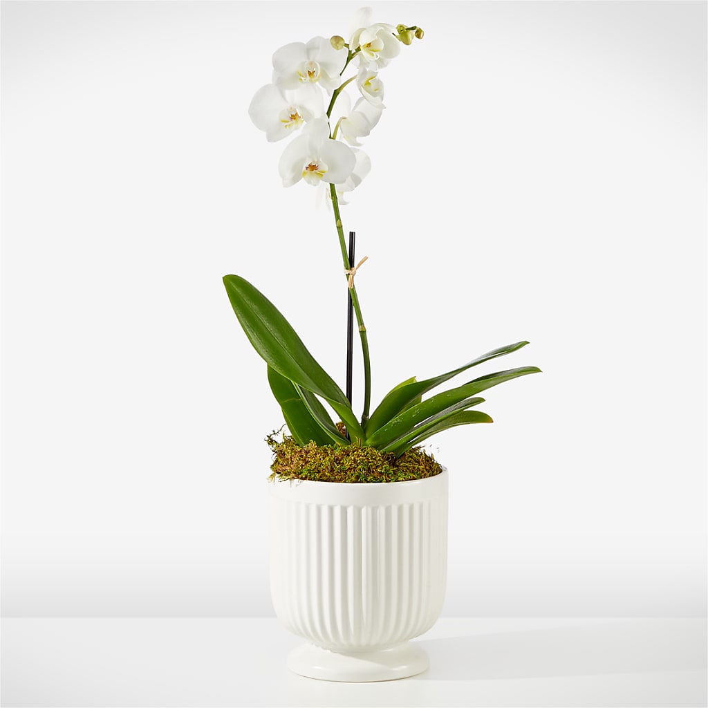Whispering White Orchid – Sunset Ridge Floral Llc, Morganton NC