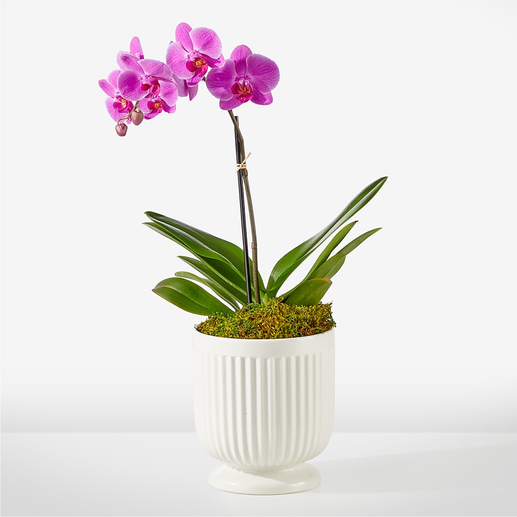 Friendly Fuchsia Orchid – Sunset Ridge Floral Llc, Morganton NC