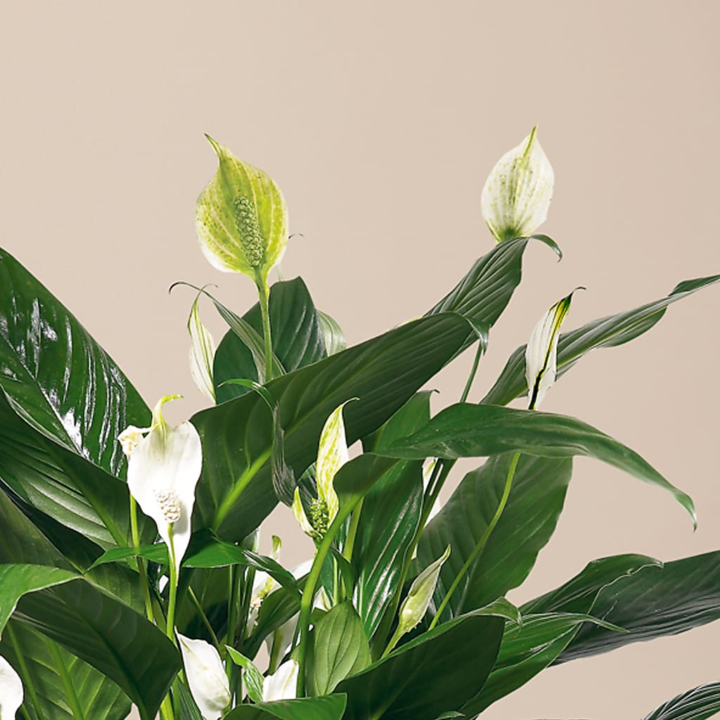 Comfort Planter – Sunset Ridge Floral Llc, Morganton NC
