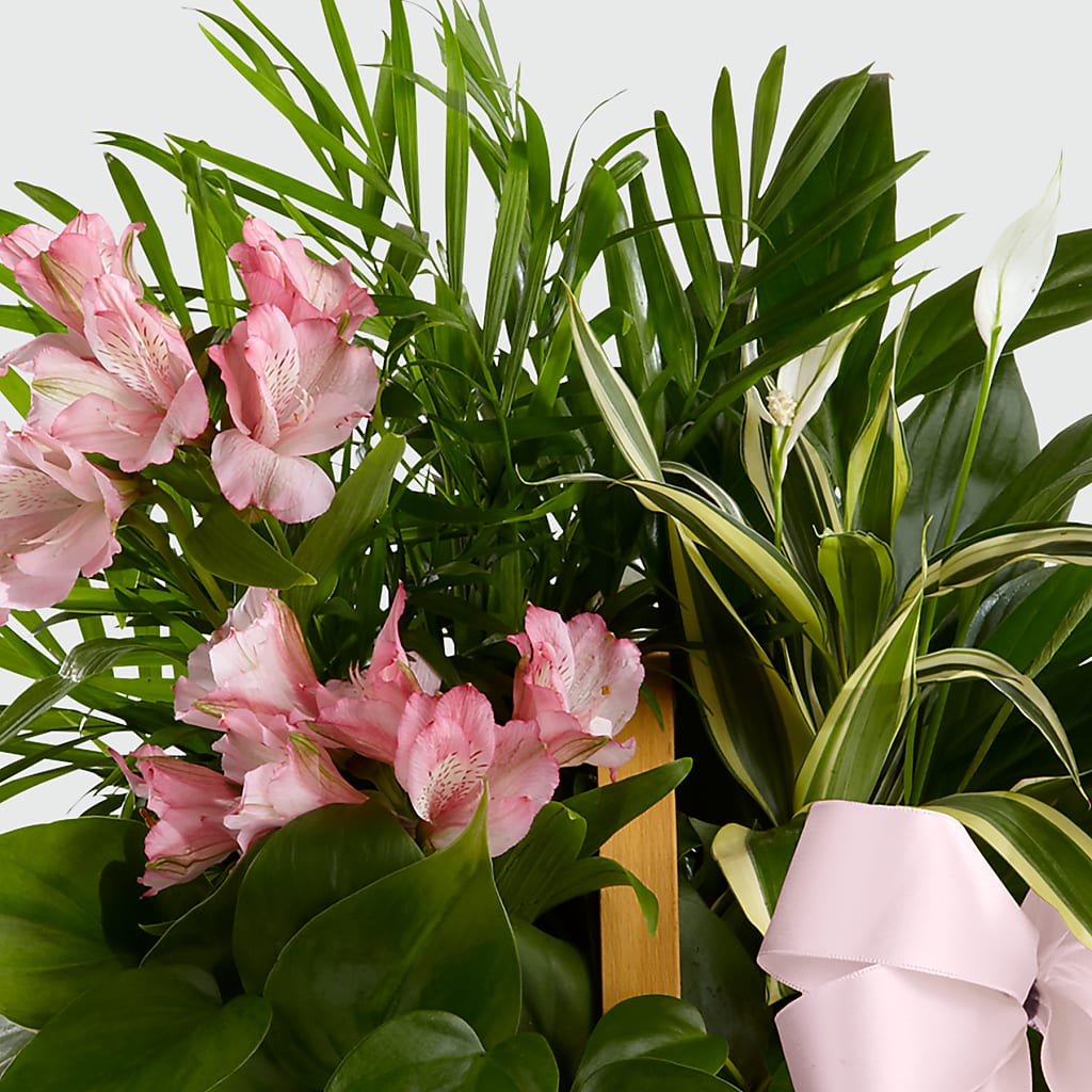 Living Spirit Dishgarden – Sunset Ridge Floral Llc, Morganton NC
