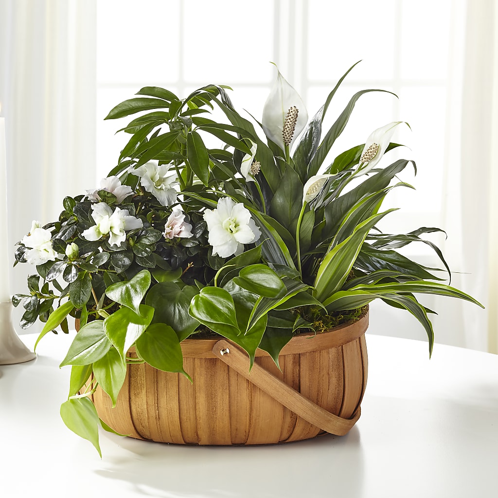 Serene Dishgarden – Sunset Ridge Floral Llc, Morganton NC