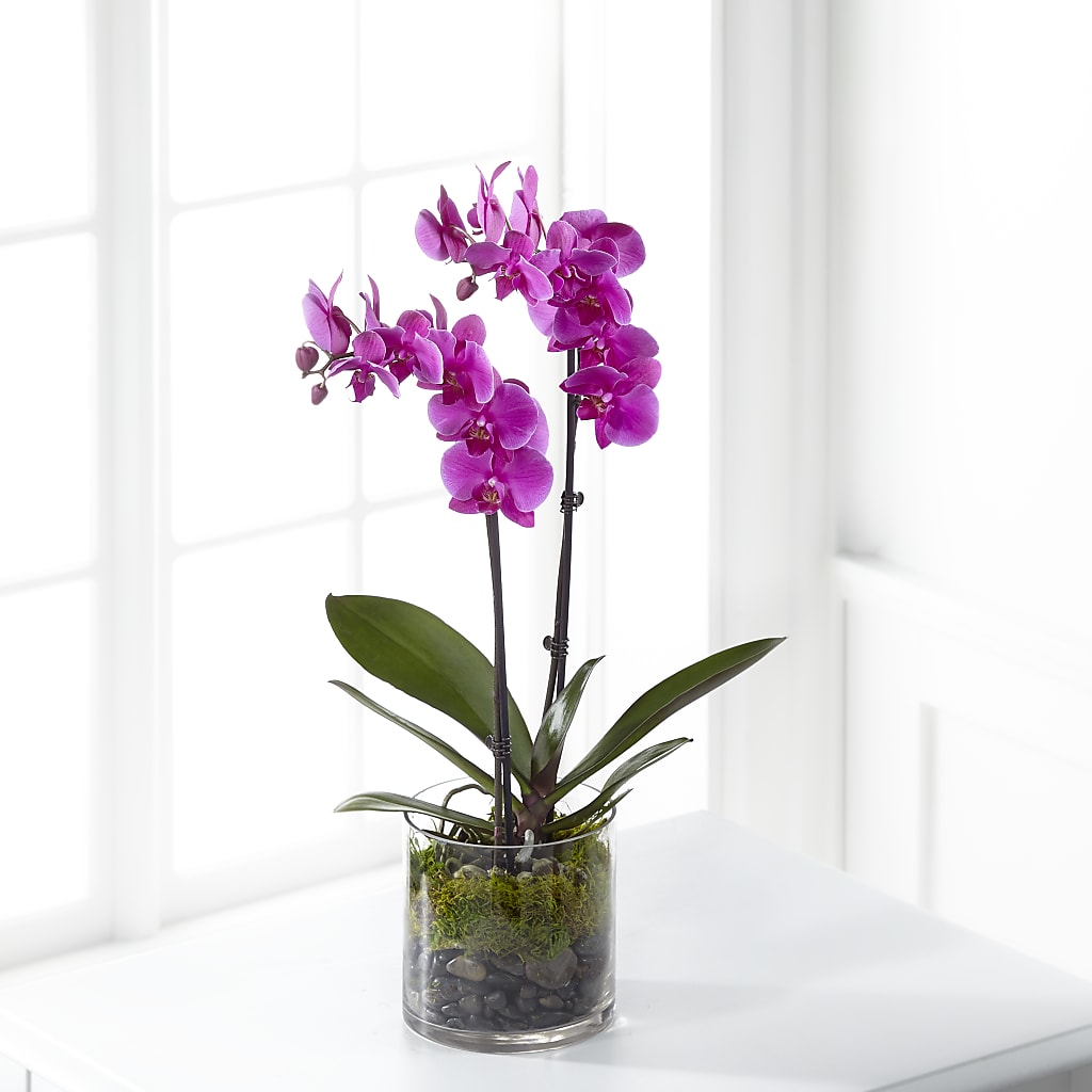 Pink Orchid Plant – Sunset Ridge Floral Llc, Morganton NC