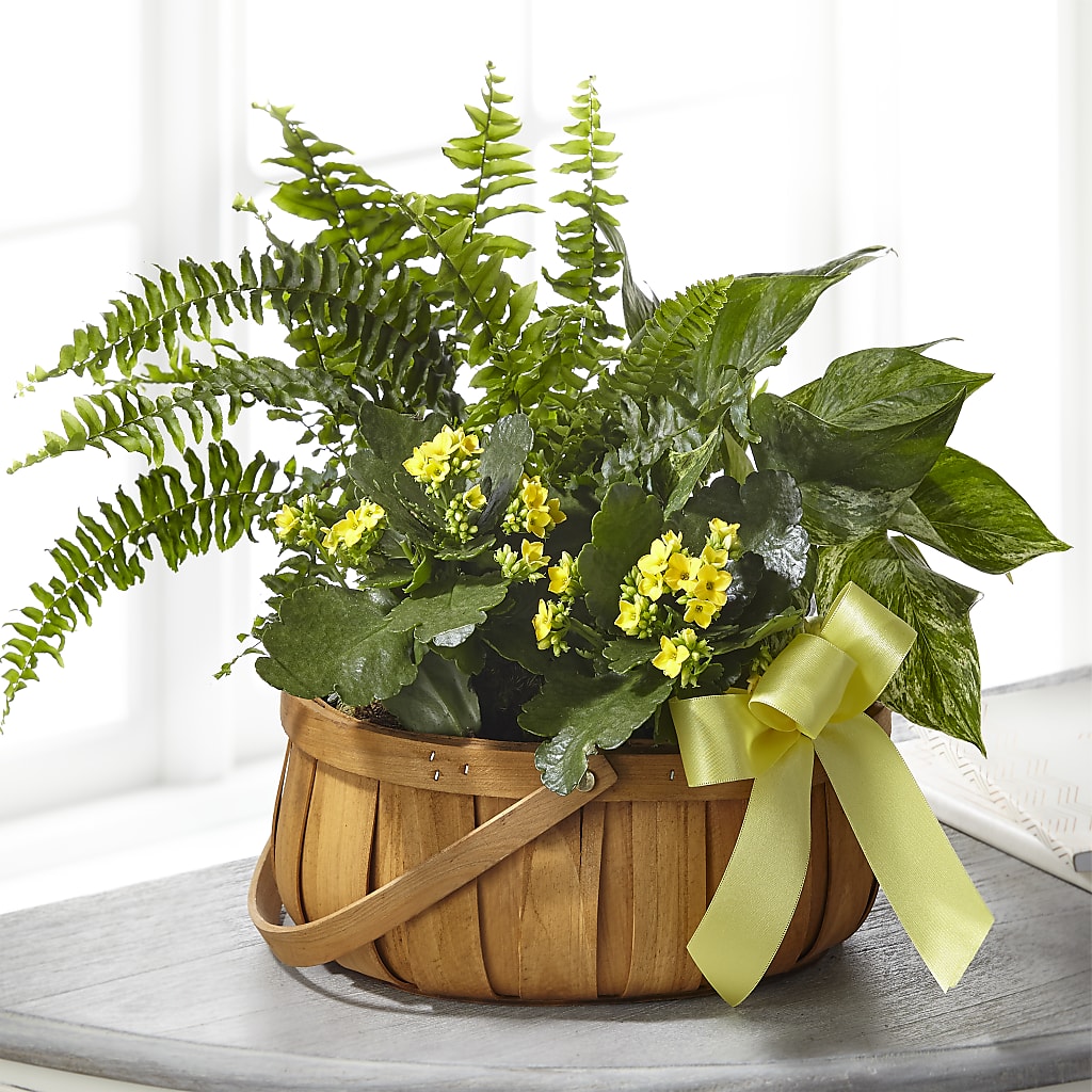 Always Dear Dishgarden – Sunset Ridge Floral Llc, Morganton NC