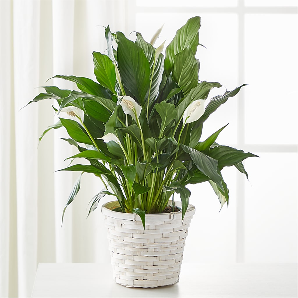 A New Leaf Peace Lily – Sunset Ridge Floral Llc, Morganton NC