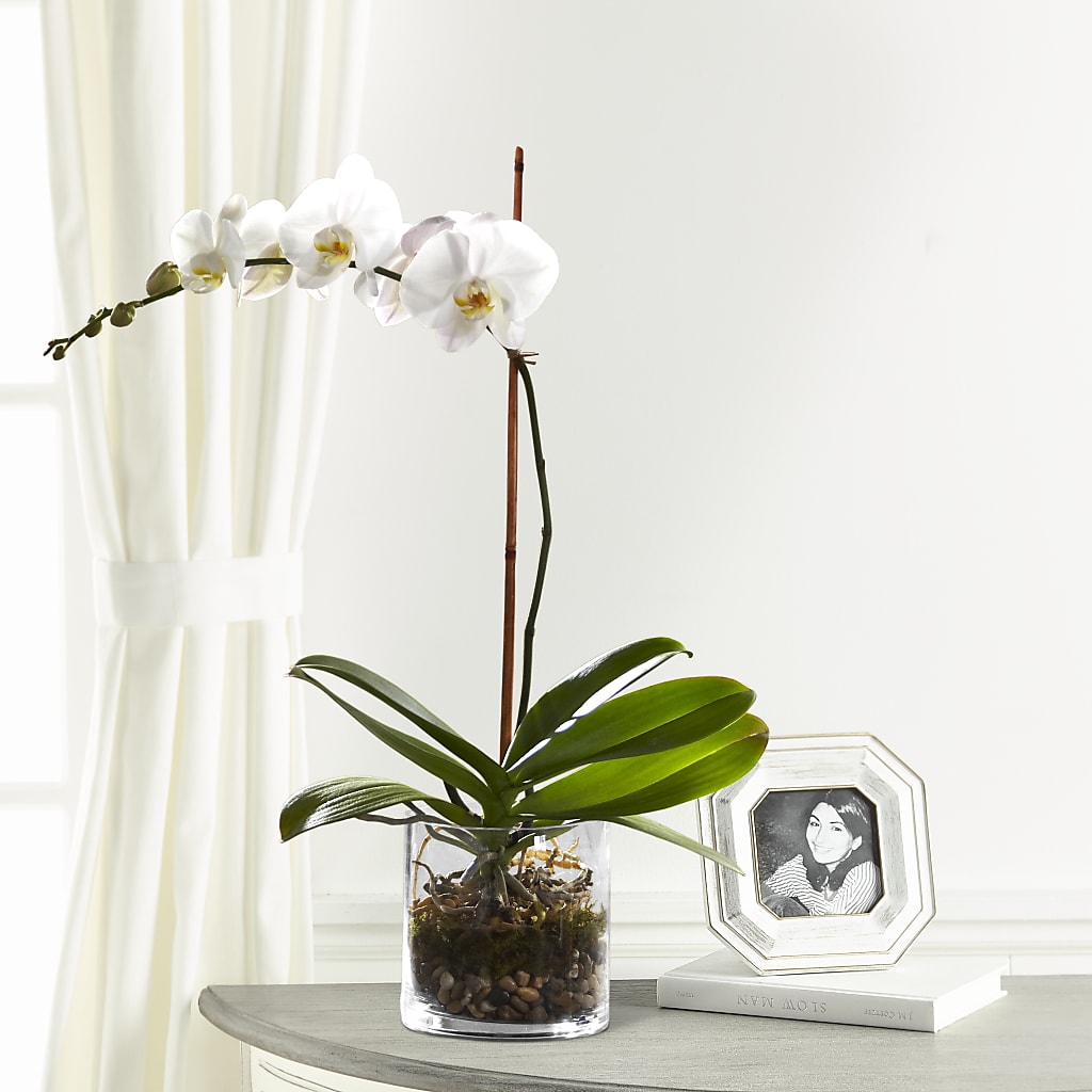 White Orchid Planter – Sunset Ridge Floral Llc, Morganton NC
