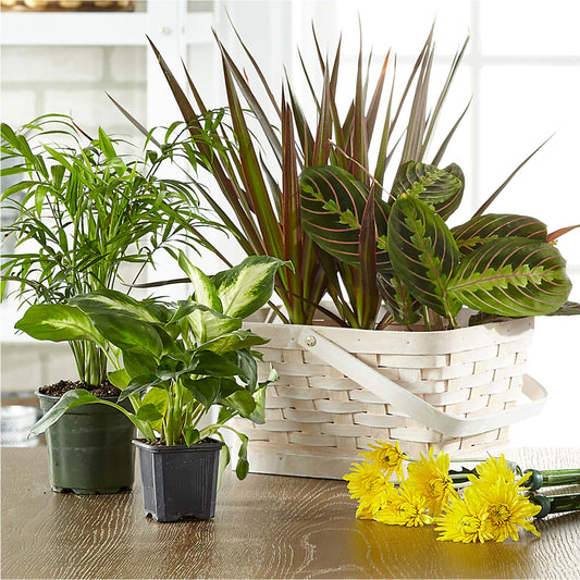 Florist Designed Blooming and Green Plants in a Basket –  Sunset Ridge Floral Llc, Morganton NC