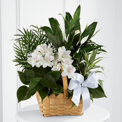 Peace & Serenity Dishgarden –  Sunset Ridge Floral Llc, Morganton NC