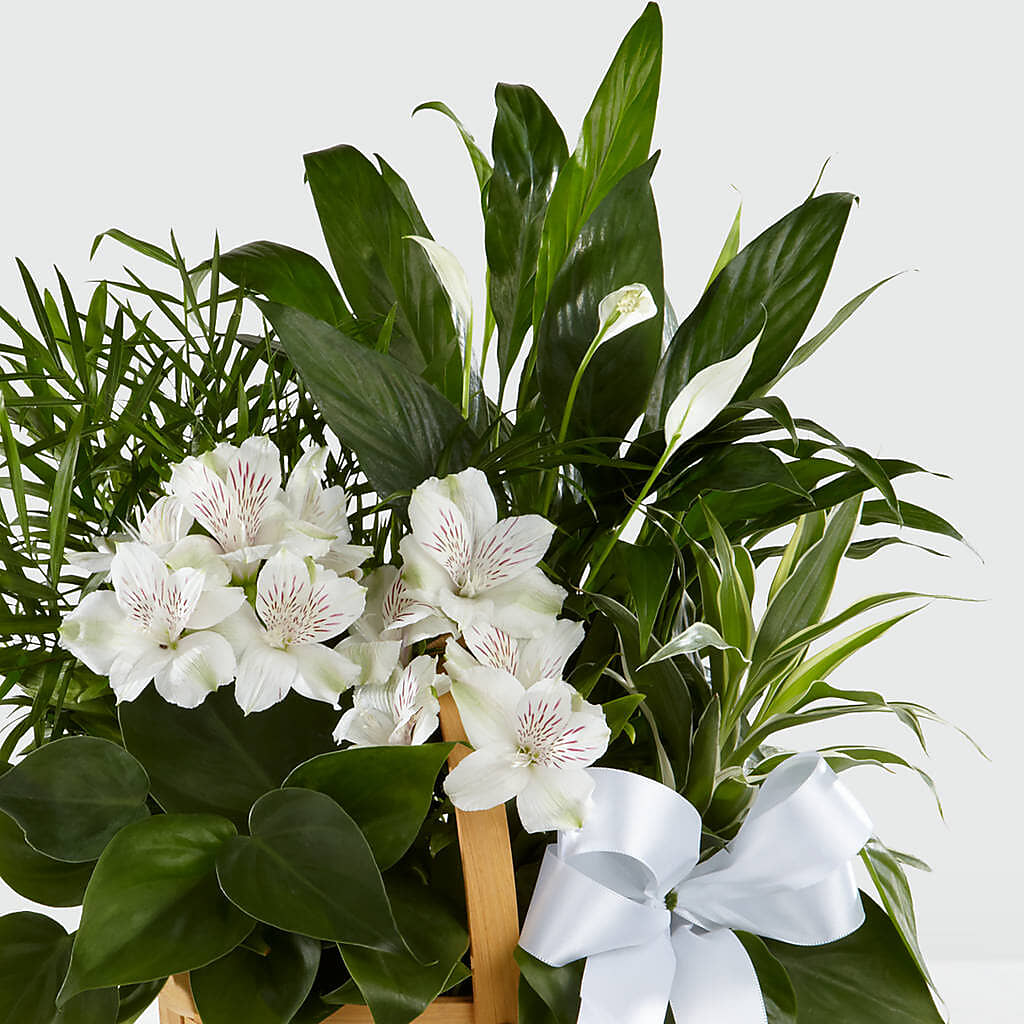 Peace & Serenity Dishgarden –  Sunset Ridge Floral Llc, Morganton NC