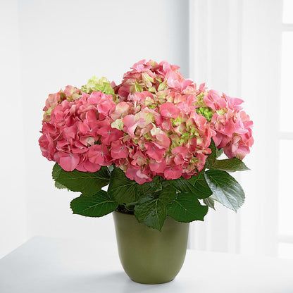 Pink Hydrangea Planter –  Sunset Ridge Floral Llc, Morganton NC