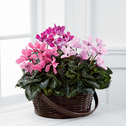 Mixed Cyclamen Planter –  Sunset Ridge Floral Llc, Morganton NC