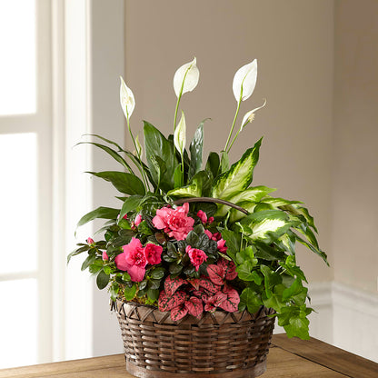 Dream in Pink Dishgarden –  Sunset Ridge Floral Llc, Morganton NC