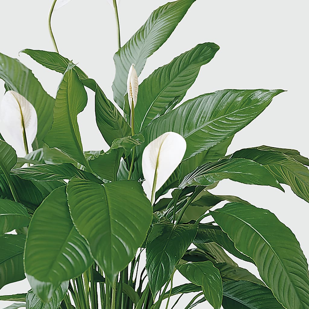 Tranquil Moments Peace Lily Plant –  Sunset Ridge Floral Llc, Morganton NC