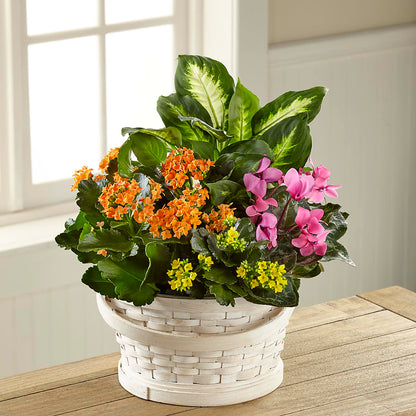 Color Crush Dishgarden –  Sunset Ridge Floral Llc, Morganton NC