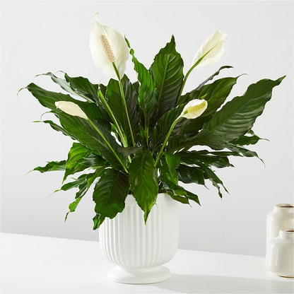 Comfort Planter –  Sunset Ridge Floral Llc, Morganton NC