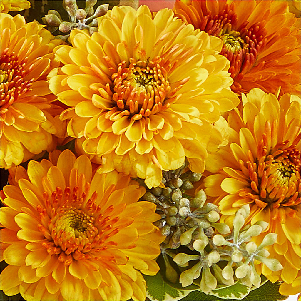 Peachy Pumpkin –  Sunset Ridge Floral Llc, Morganton NC