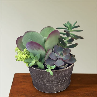 Lush Succulent Garden –  Sunset Ridge Floral Llc, Morganton NC