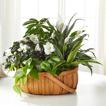 Serene Dishgarden –  Sunset Ridge Floral Llc, Morganton NC