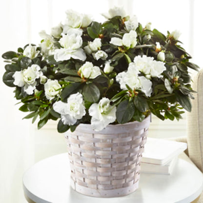 White Azalea Plant –  Sunset Ridge Floral Llc, Morganton NC