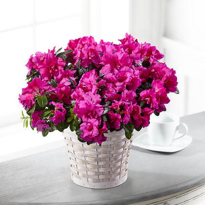 Hope & Serenity Azalea Plant –  Sunset Ridge Floral Llc, Morganton NC