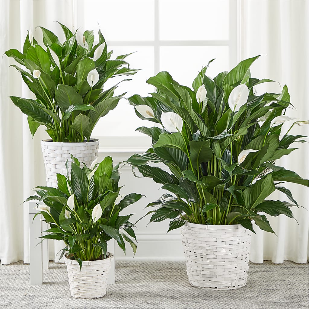 A New Leaf Peace Lily –  Sunset Ridge Floral Llc, Morganton NC