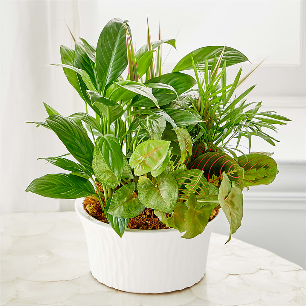 Balance & Harmony Dishgarden –  Sunset Ridge Floral Llc, Morganton NC