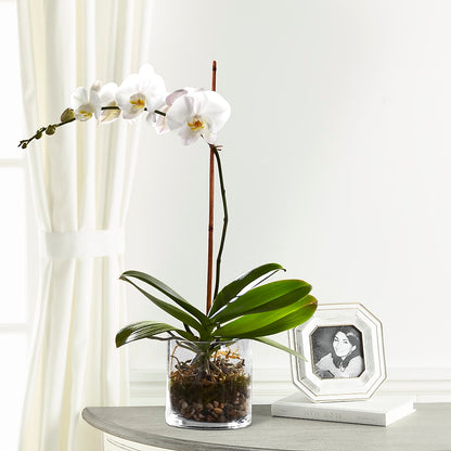 White Orchid Planter –  Sunset Ridge Floral Llc, Morganton NC