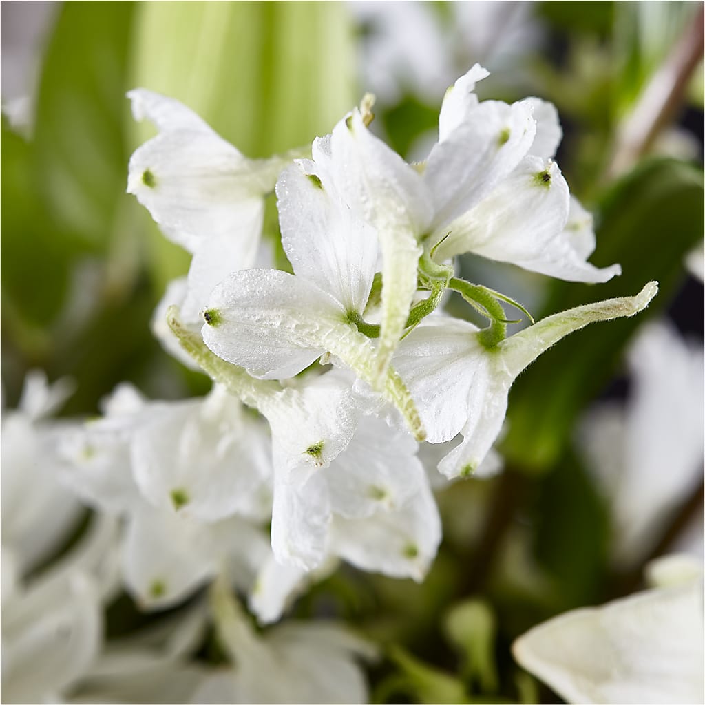 Classic Ivory – A Florist Original –  Sunset Ridge Floral Llc, Morganton NC