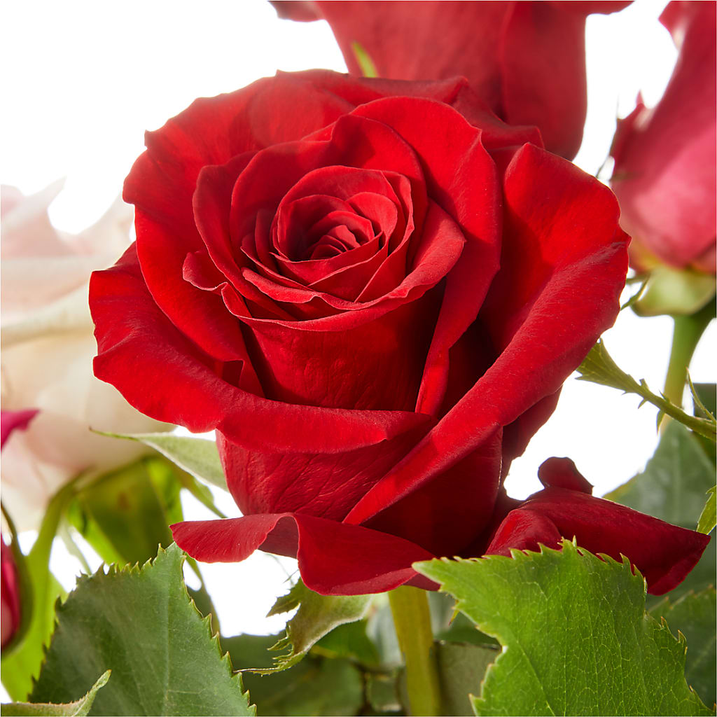Love Notes Rose Bouquet –  Sunset Ridge Floral Llc, Morganton NC